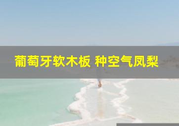 葡萄牙软木板 种空气凤梨